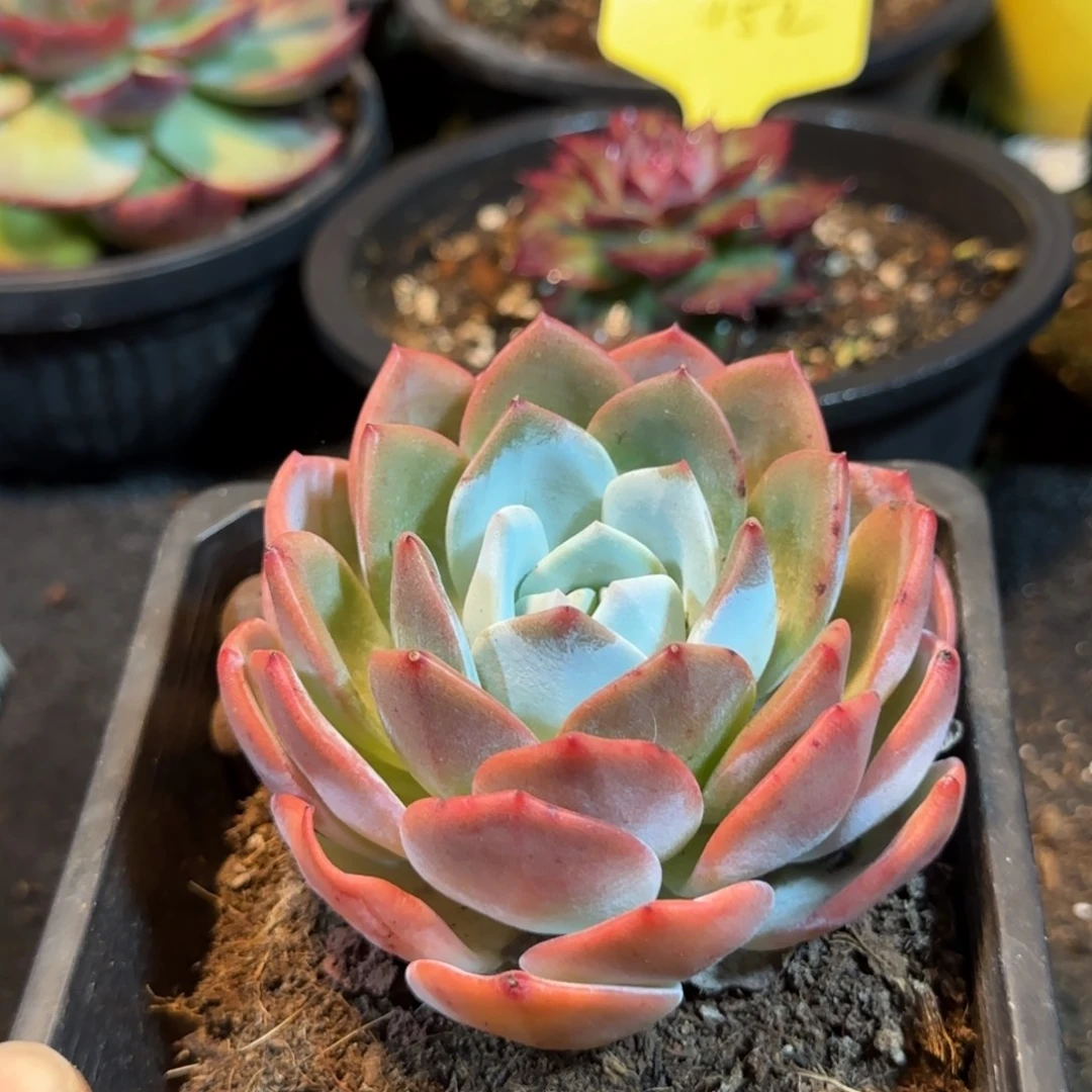 凤城惊鸿一物一拍包装收缩花旱