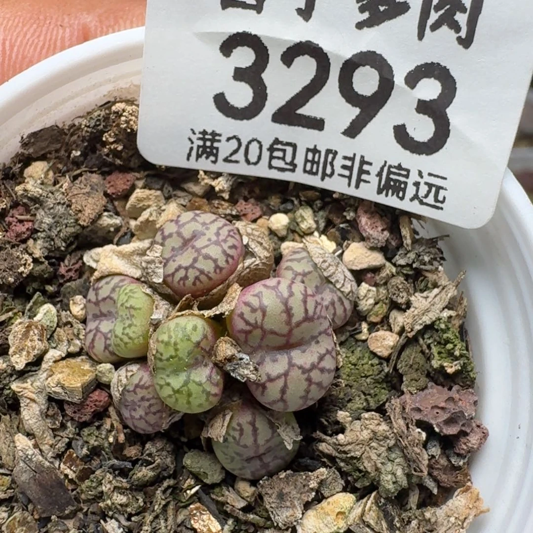 带盆土。