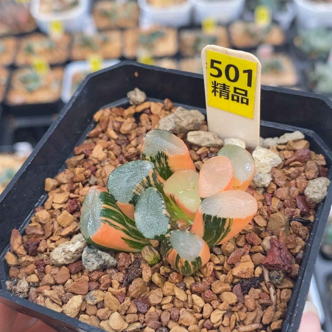 不开花植物501透镜