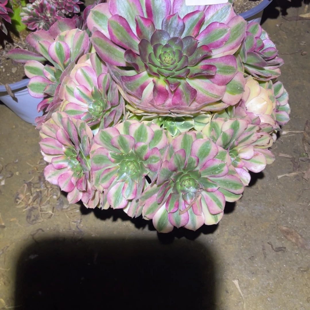 12-6-84雨荷法师锦