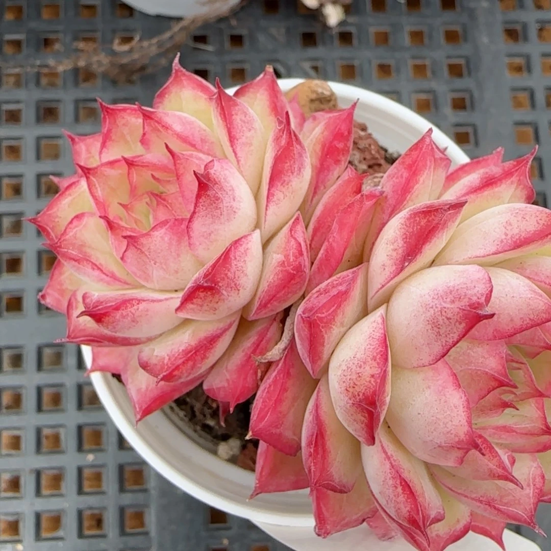 花语逸镜0215-344