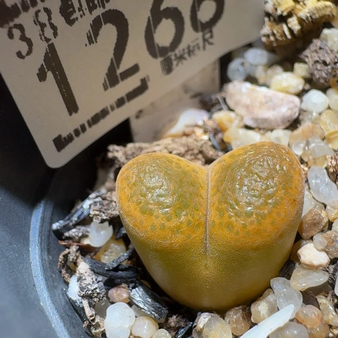 Ssss精品生石花1268