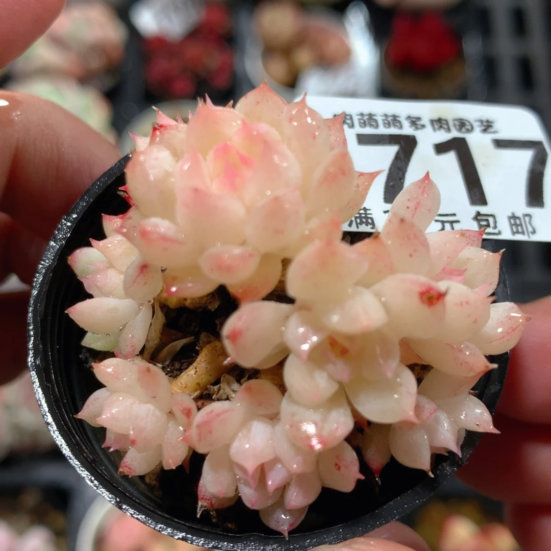 5CM拇指盆精控多肉YY717