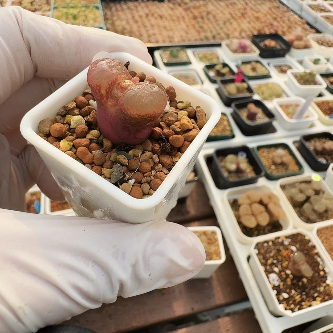 多肉植物福利风铃55