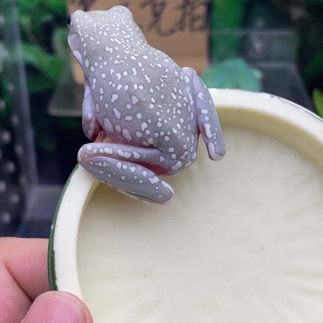 @***子老爷树蛙11号加热包