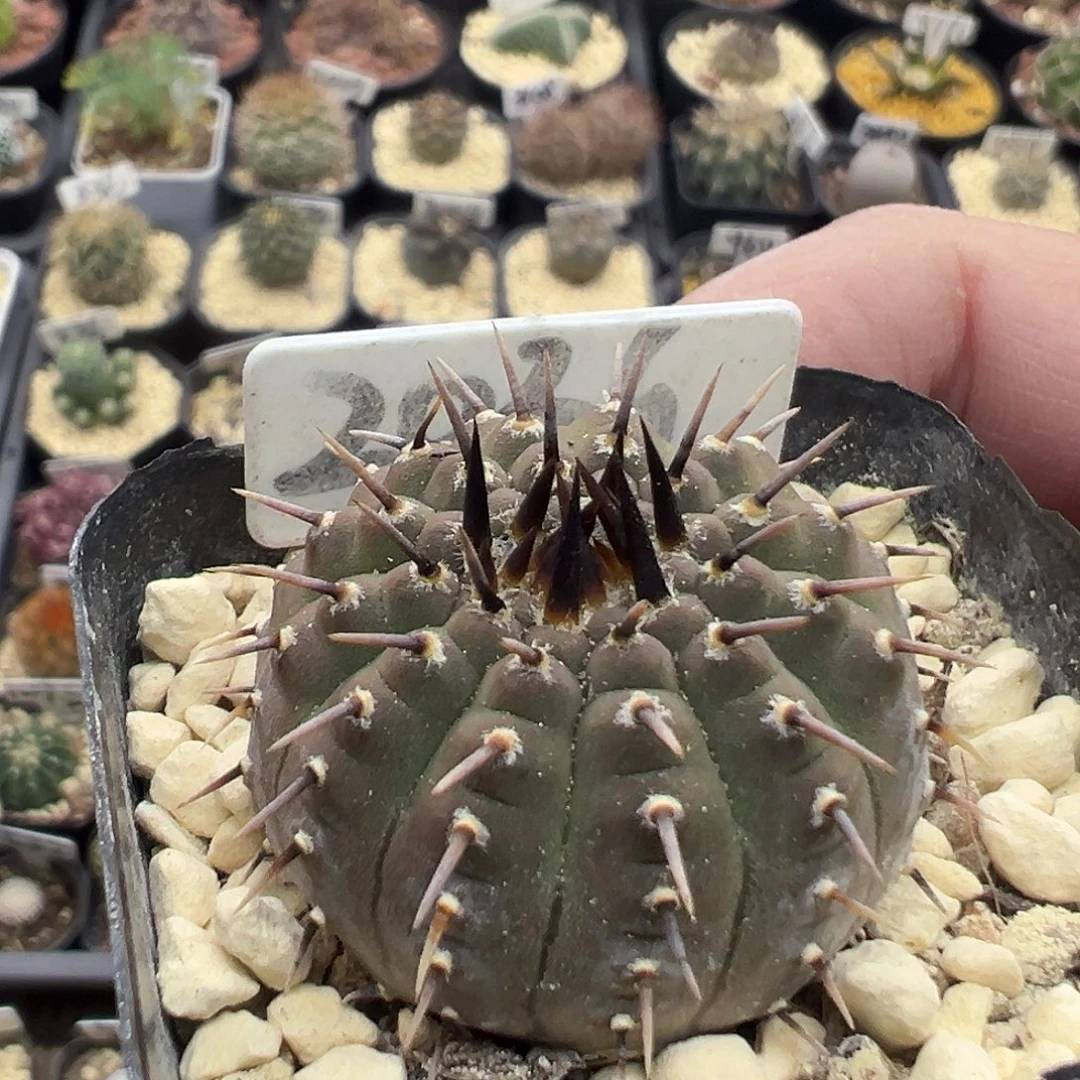 2036一刺凤头实生仙人球