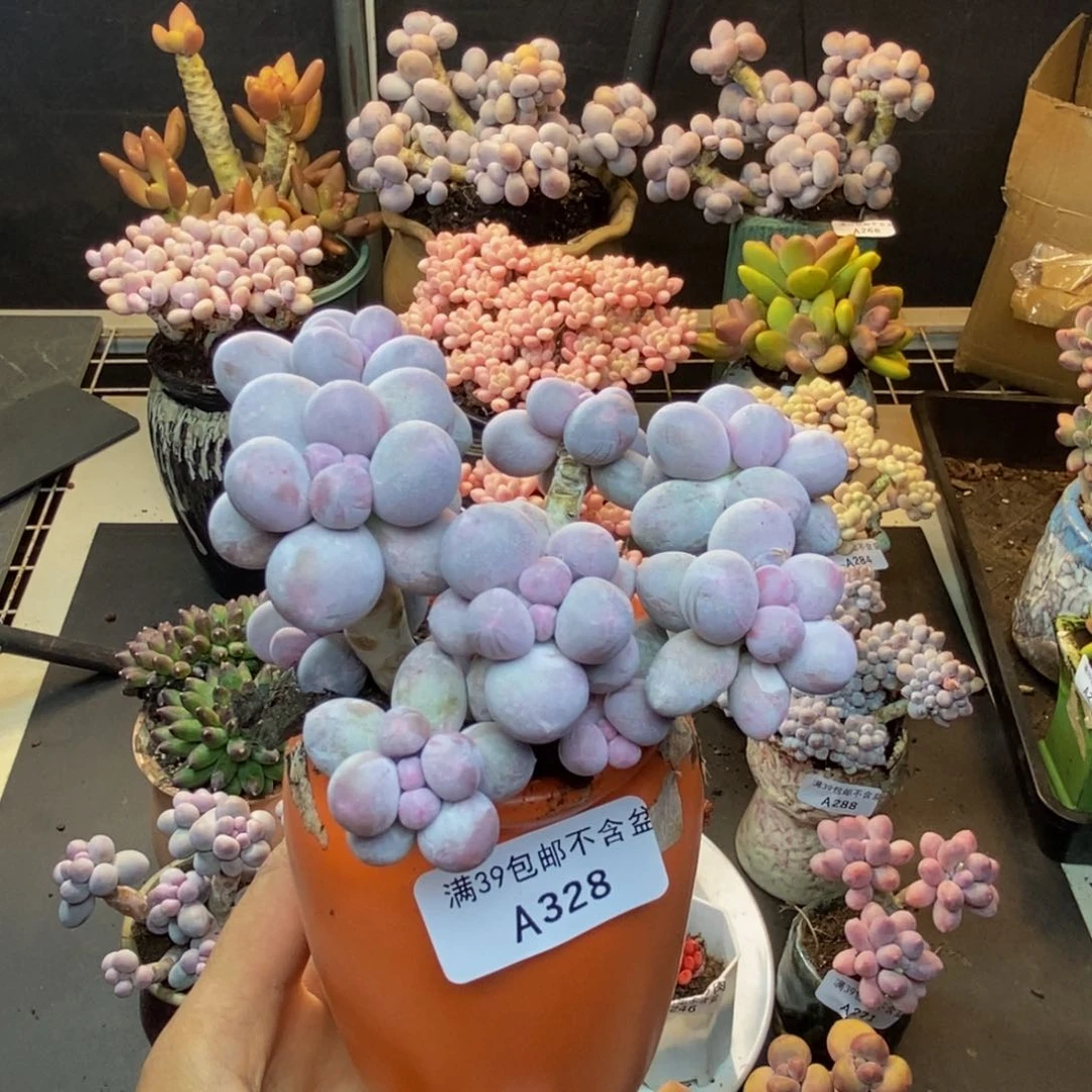 328香水手指奶多肉9c m