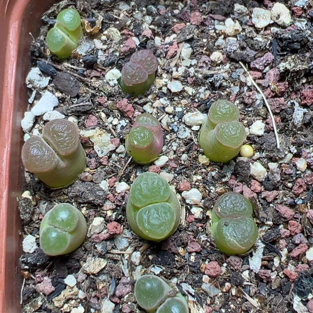 【闪购商品】 150。