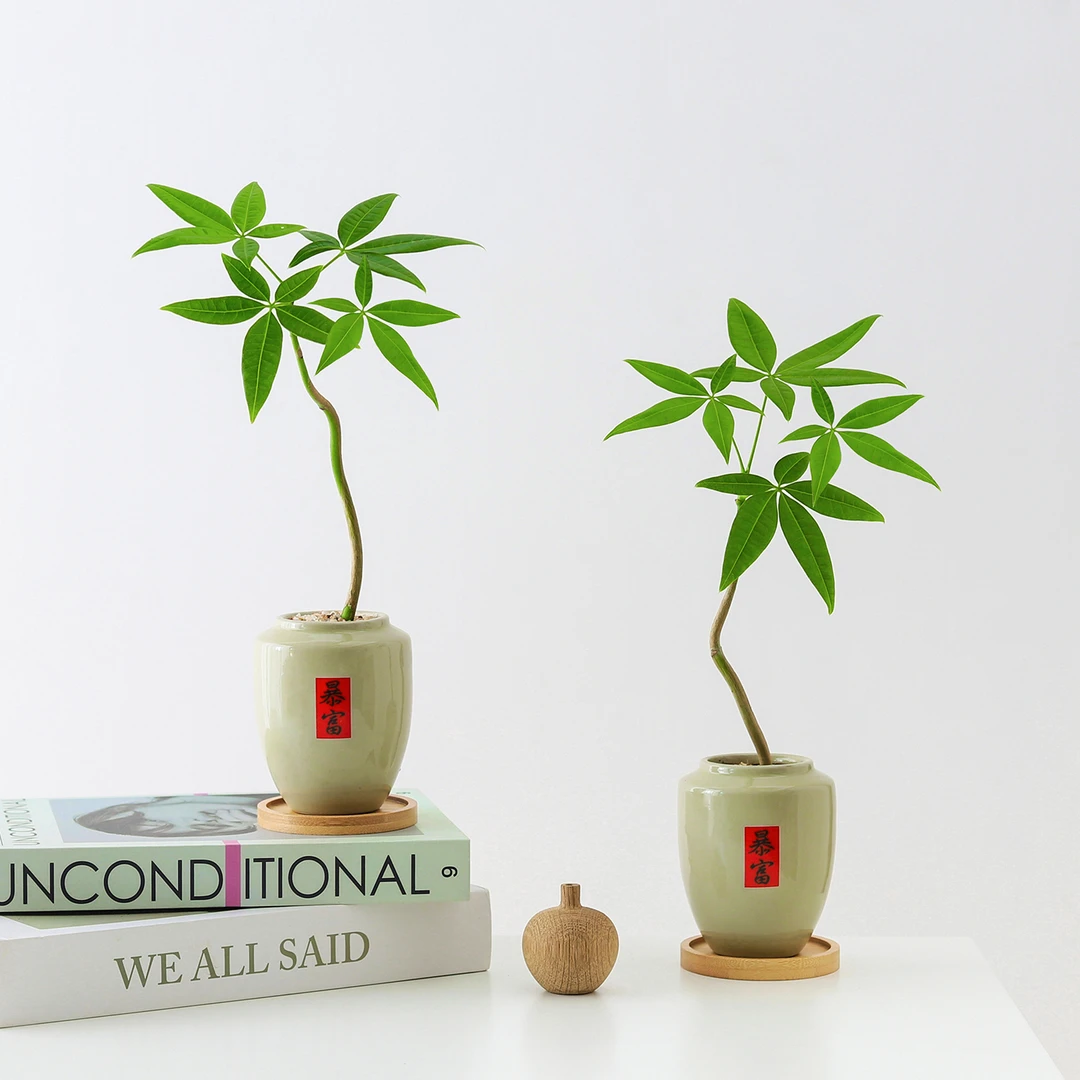 发财树盆栽创意工位绿植物室内客厅桌面办公桌花卉四季常青好养活