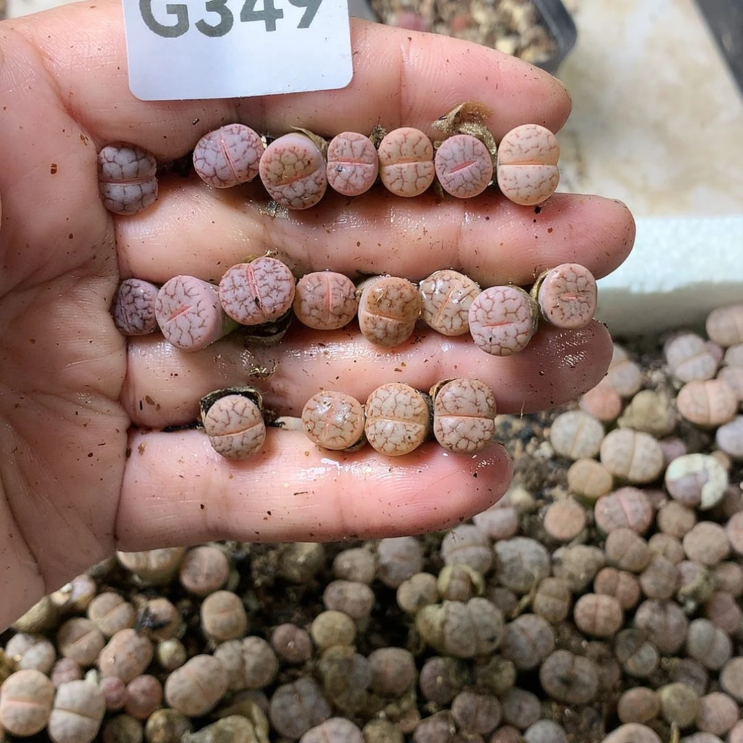 甄*能G349多肉植物保护研究所