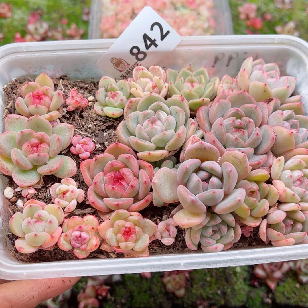 多肉植物多肉植物