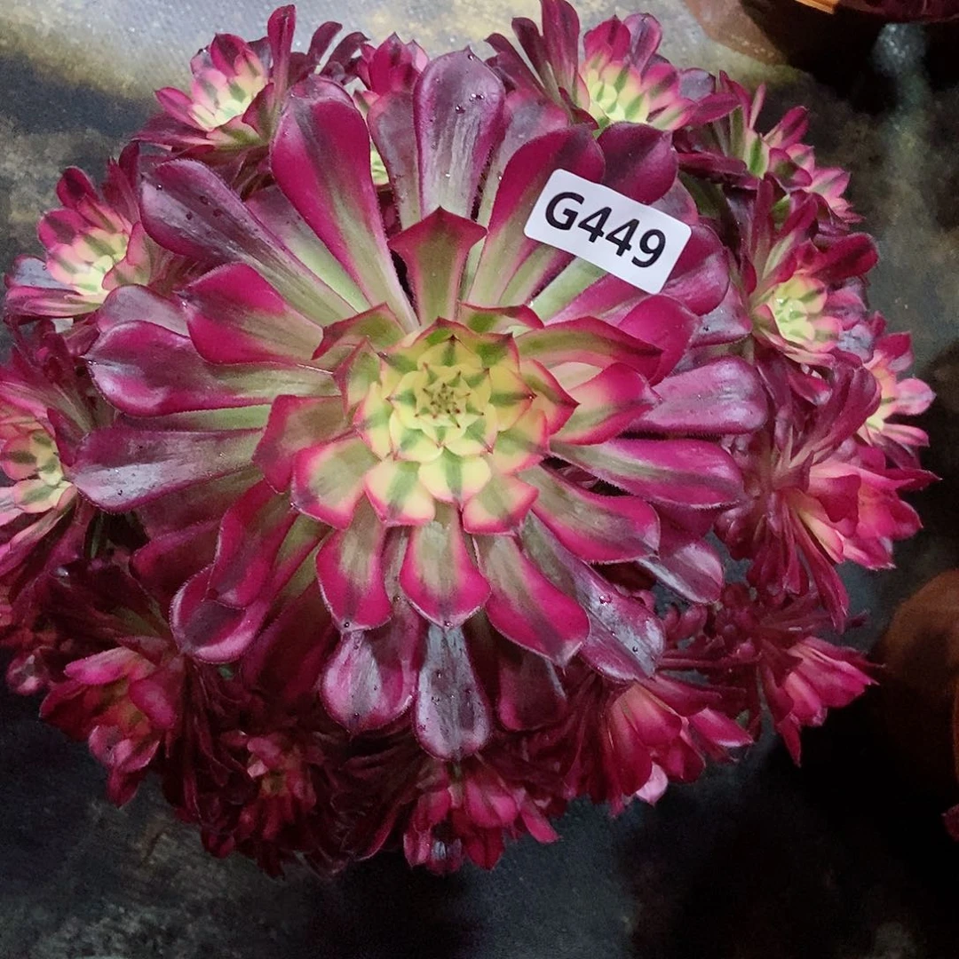 红陶449红铜白3多肉