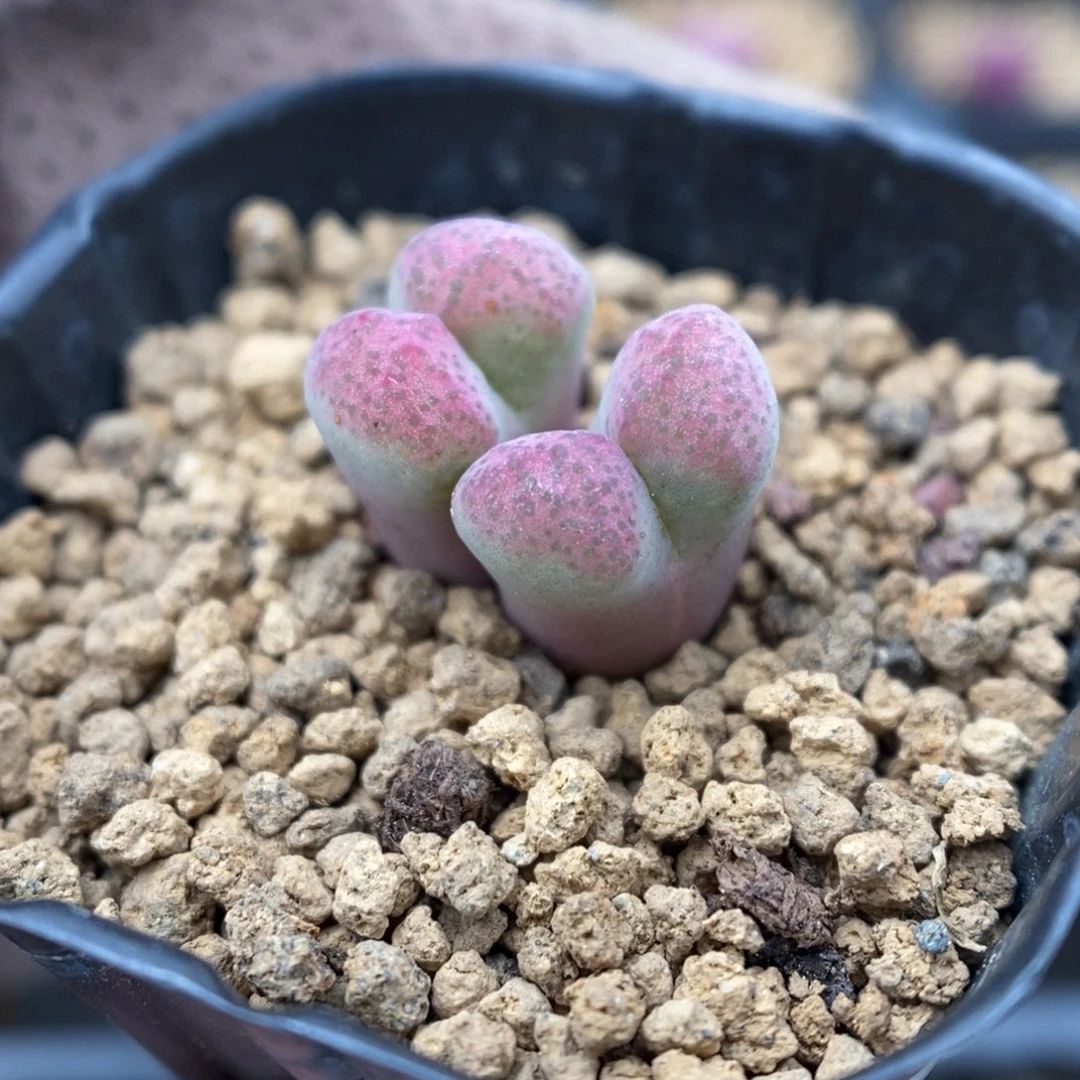 多肉植物肉锥杂交K-3475