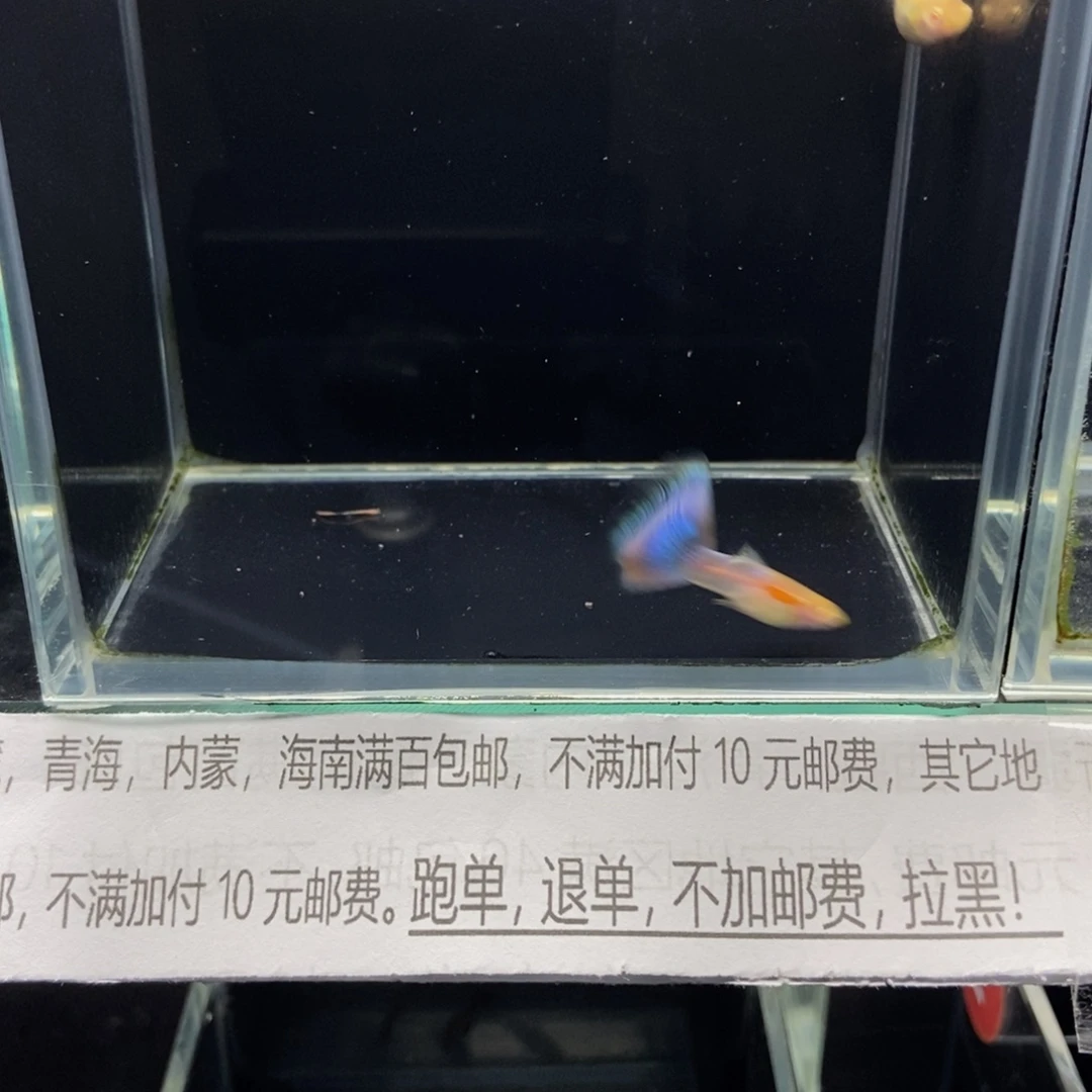 孔雀鱼天使彩虹孔雀鱼