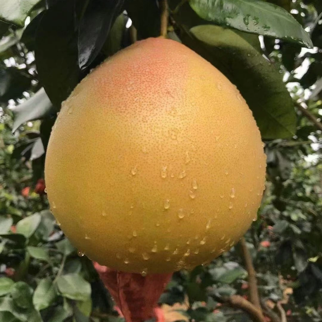 【林旭甄选果园30年老树】正宗老树平和三红柚子薄皮柚子清甜水