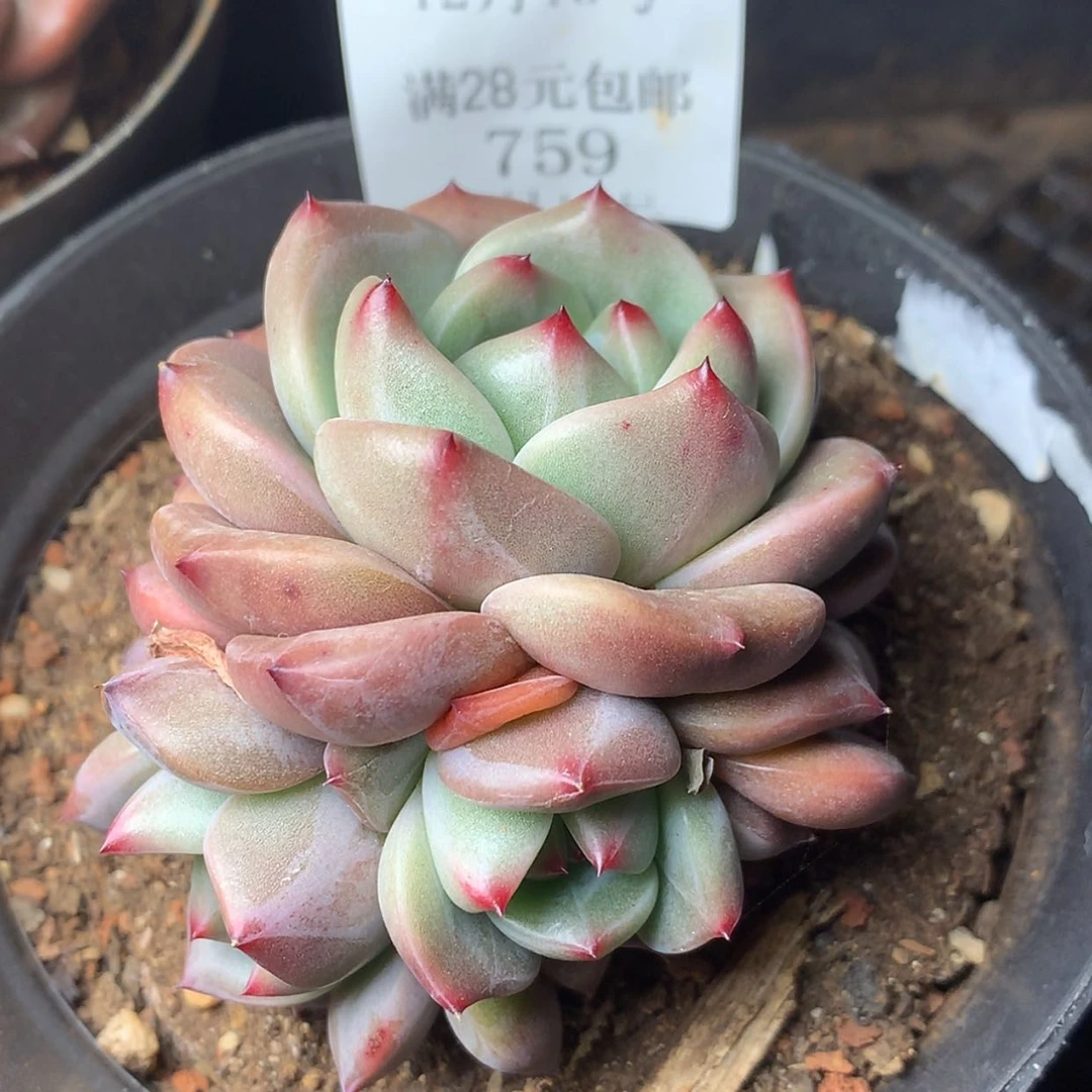 【闪购商品】云759号
