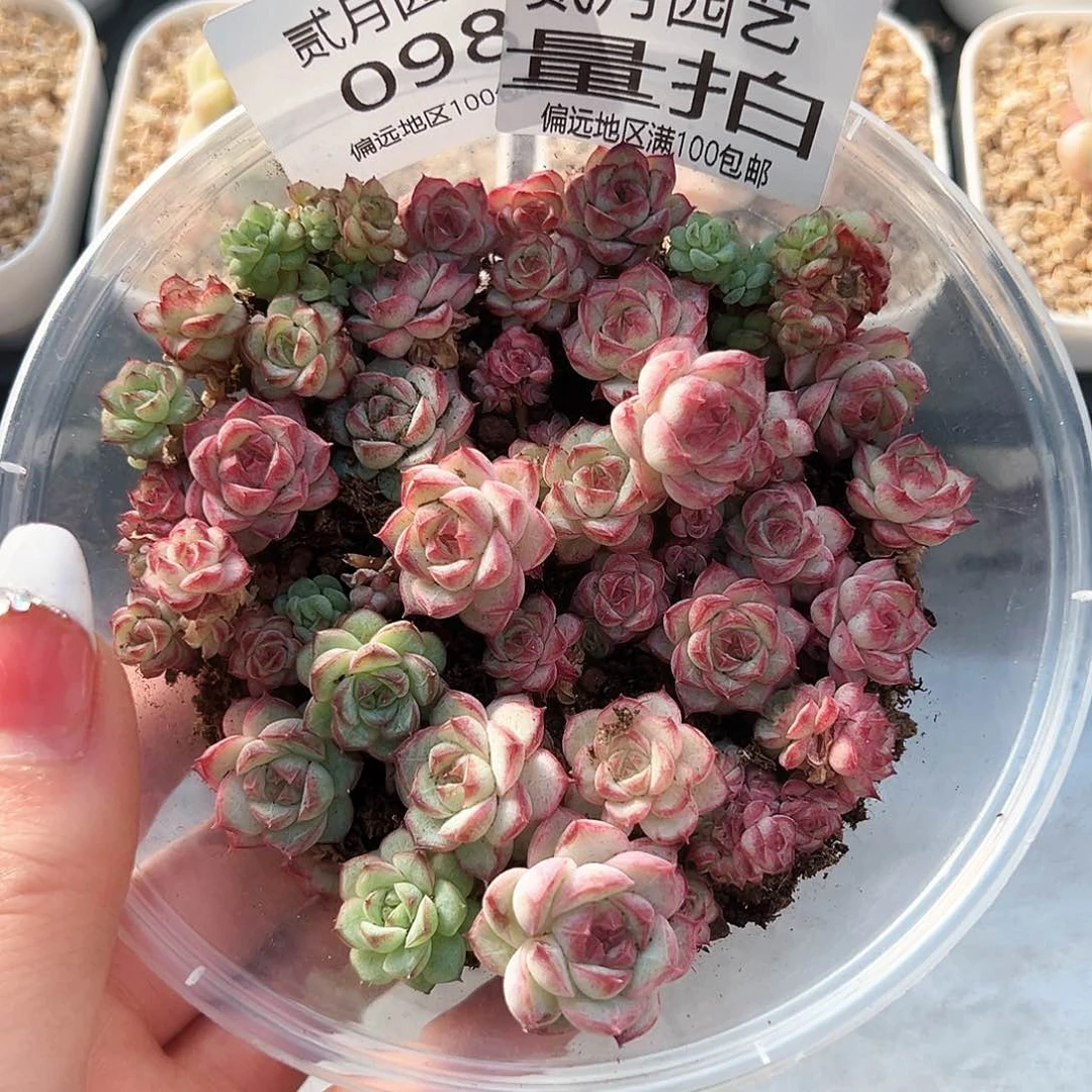 贰月园艺量拍098