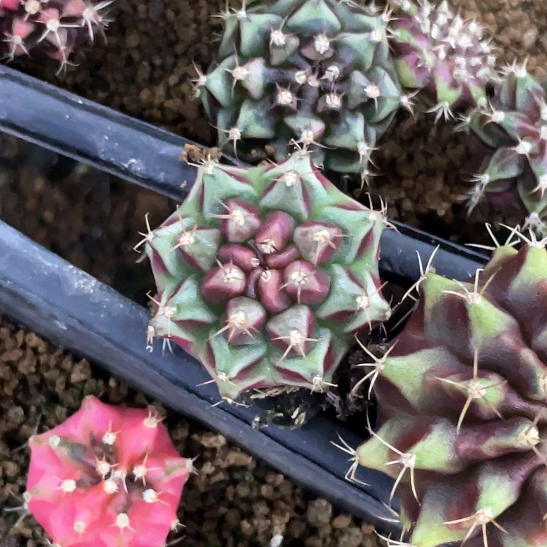 沐****无花朵泰系名品侧，皮色球