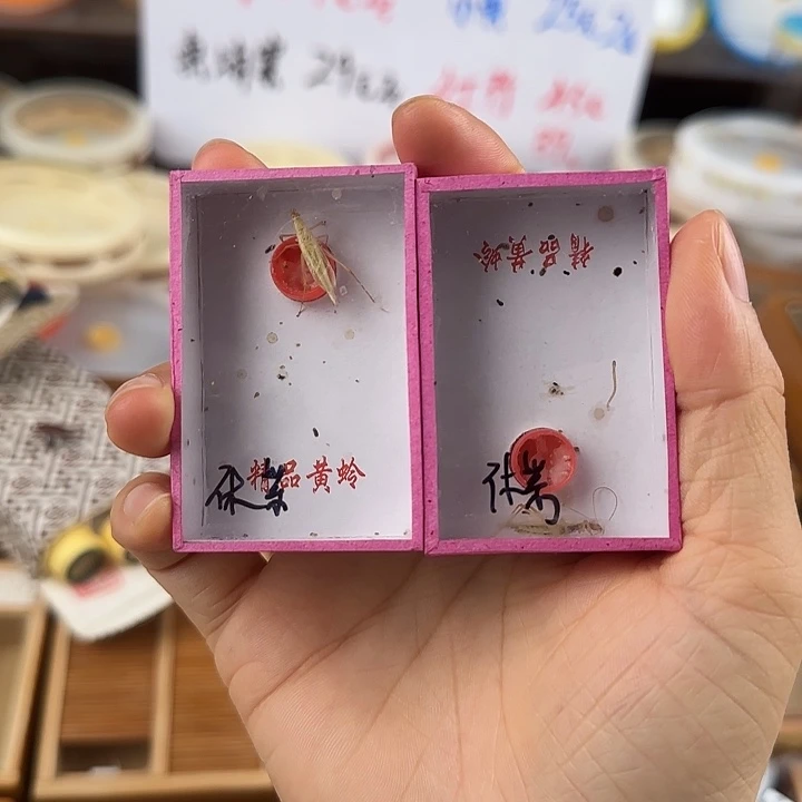 断续休紫2只 包邮
