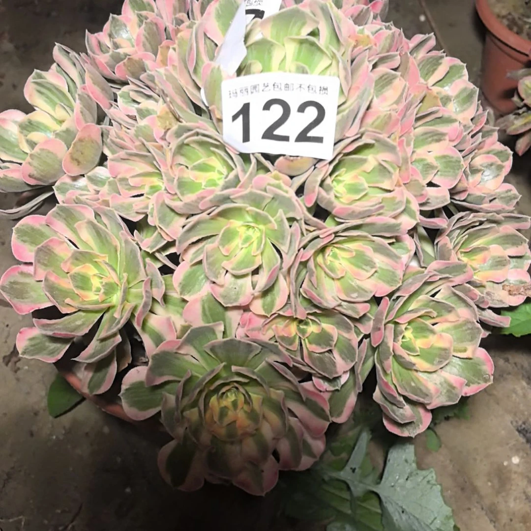 122男神58法师花花2-2