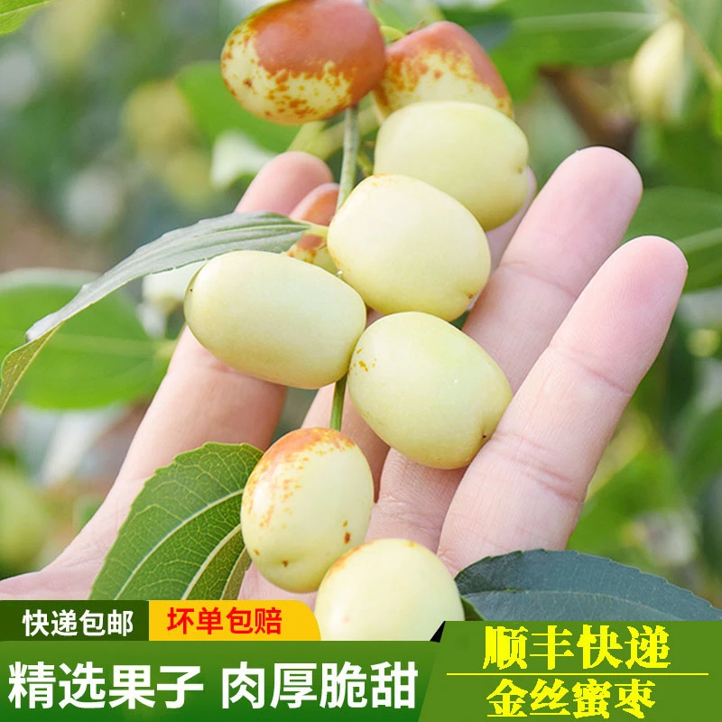 大连正宗冰糖金丝蜜枣特级大果顺丰发货非大荔冬枣正宗冰糖枣