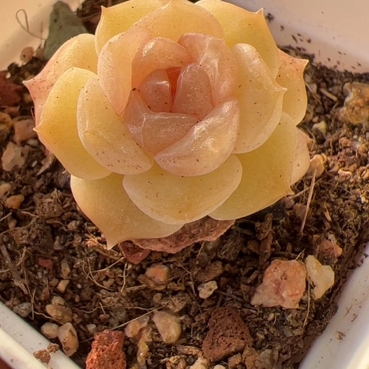 b56 一物一拍，精品多肉，尺寸不大介意勿拍