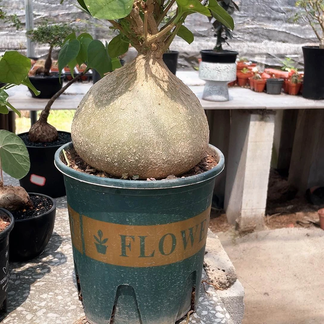 银叶睡布袋17公分66666666666