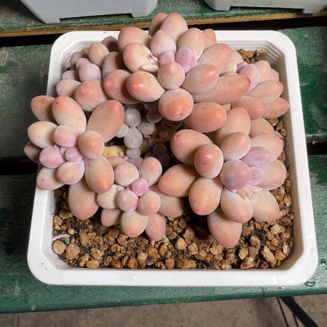 汤圆一物一拍拍下不退不换