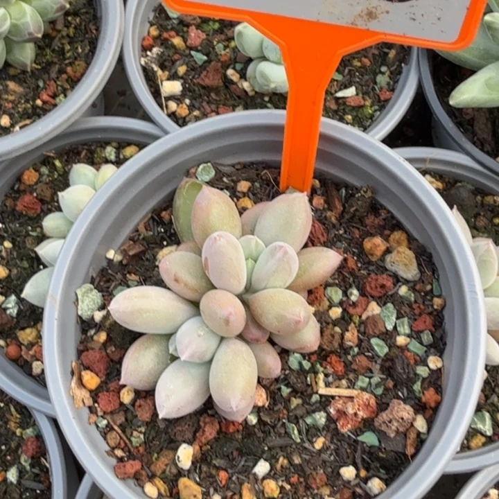 海豚体哥特一物一拍455