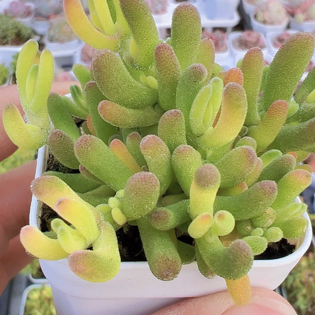 兔子锦19包邮多肉