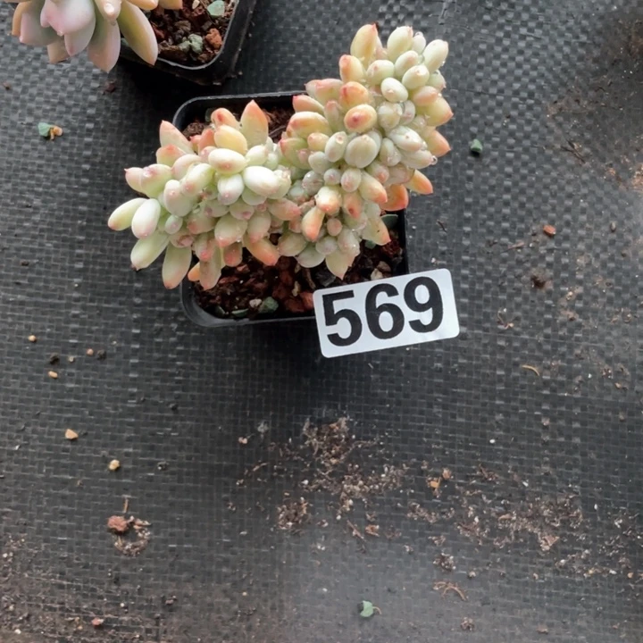 武*多肉植物一物一拍