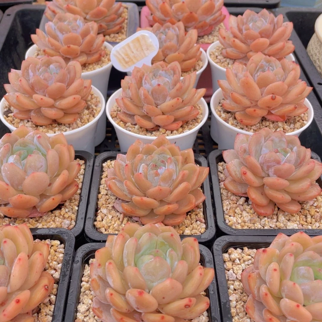 量拍9号 冰透雪天使梦露大单头一个