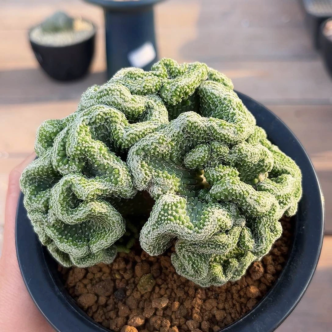 菊水缀zzzzzzzzzzzxzz