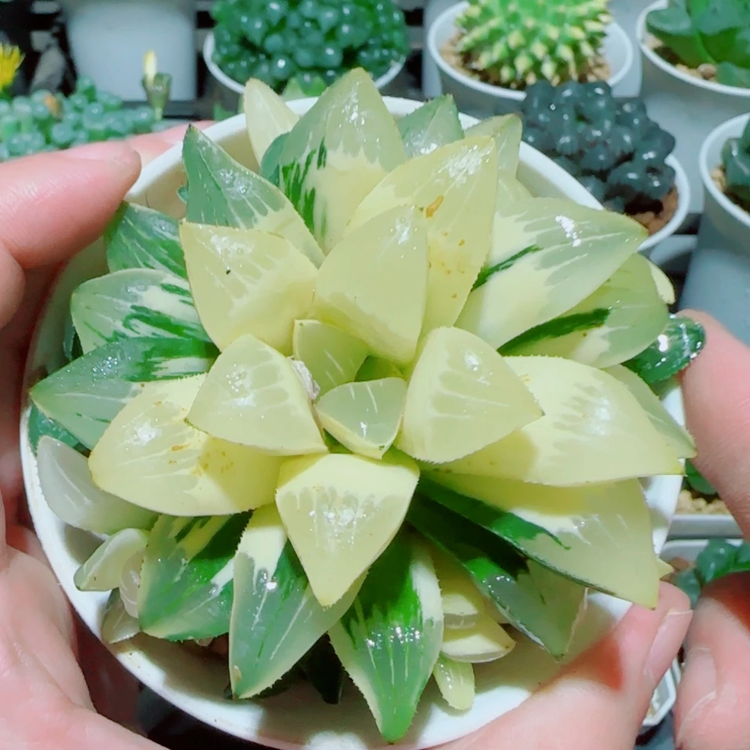 手捧花姬寿锦多肉