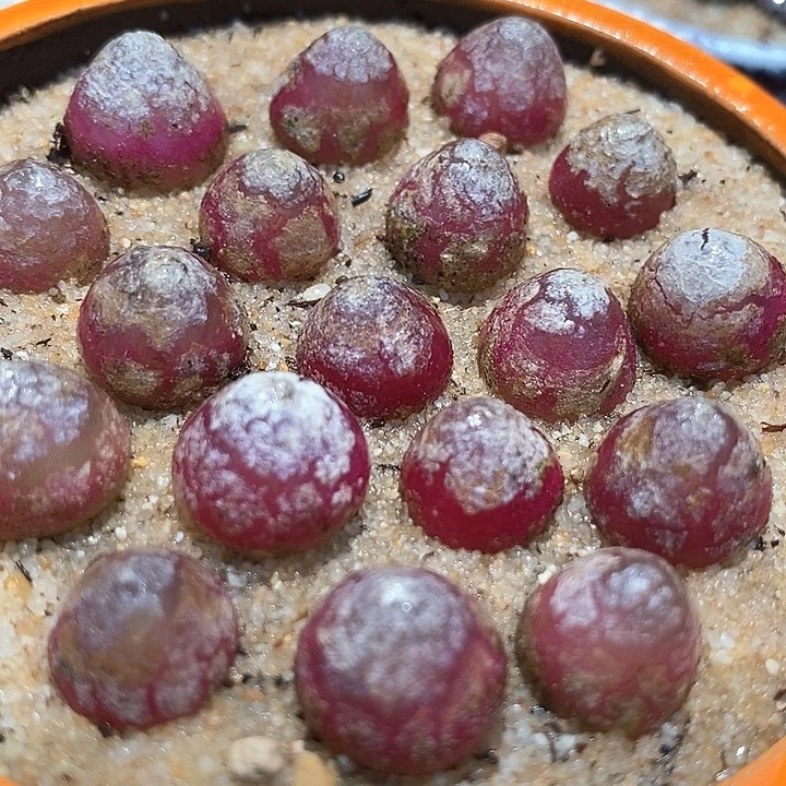 单头灯泡一颗
