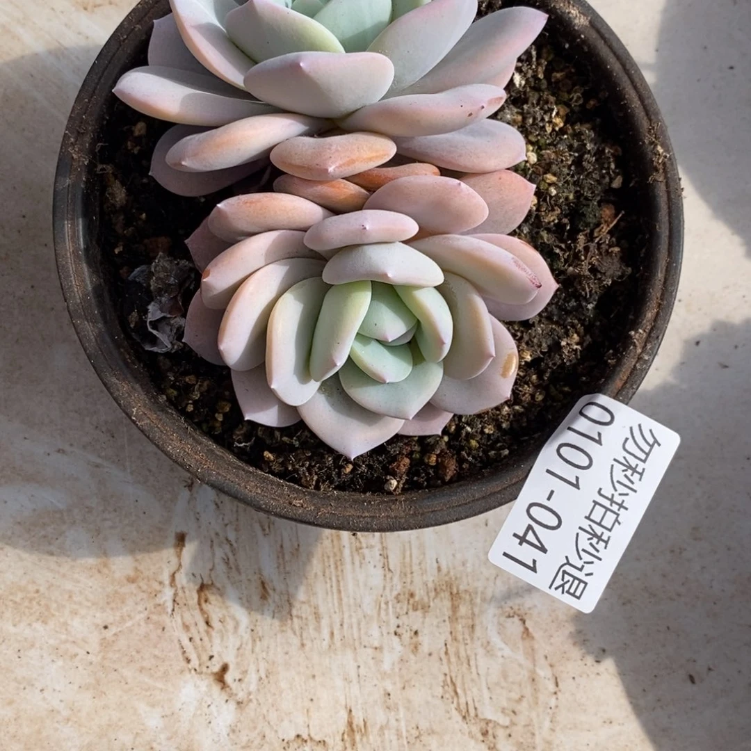 u**宝两单包邮0101-41奶茶