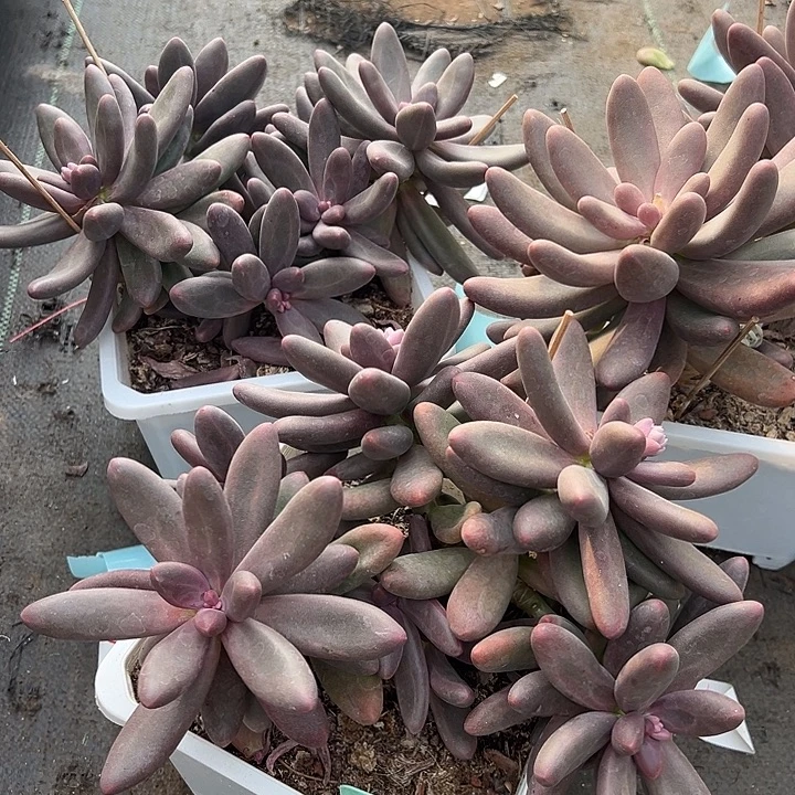 21糖果一个脱土多肉