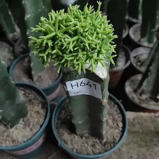 玉***梅无花朵641木偶人一颗脱土发货