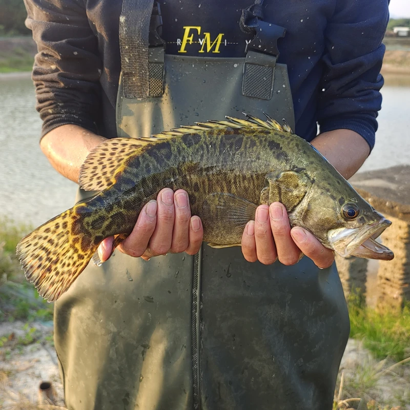 桂花鱼苗批发大规格鱼塘淡水养殖食用鱼肉食性正宗鳜花鱼翘嘴白鳜