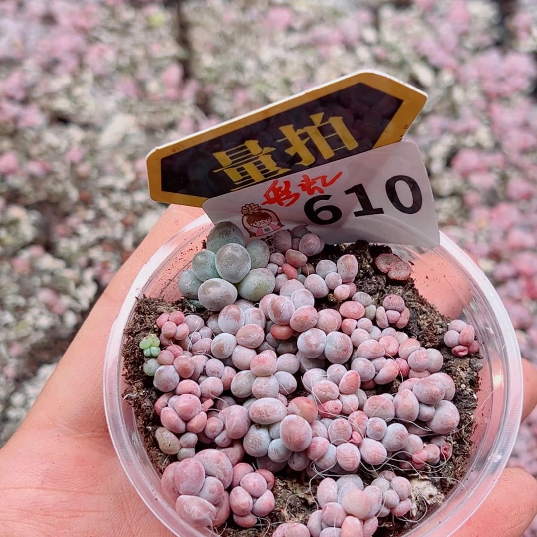 多肉植物多肉植物
