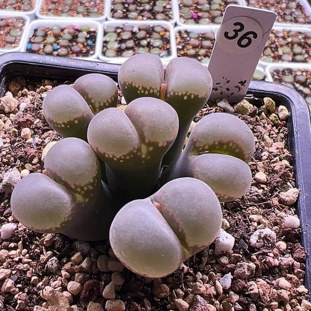 36号手捧花福利特……