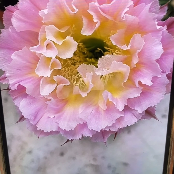 香香妩媚侧芽4公分左右