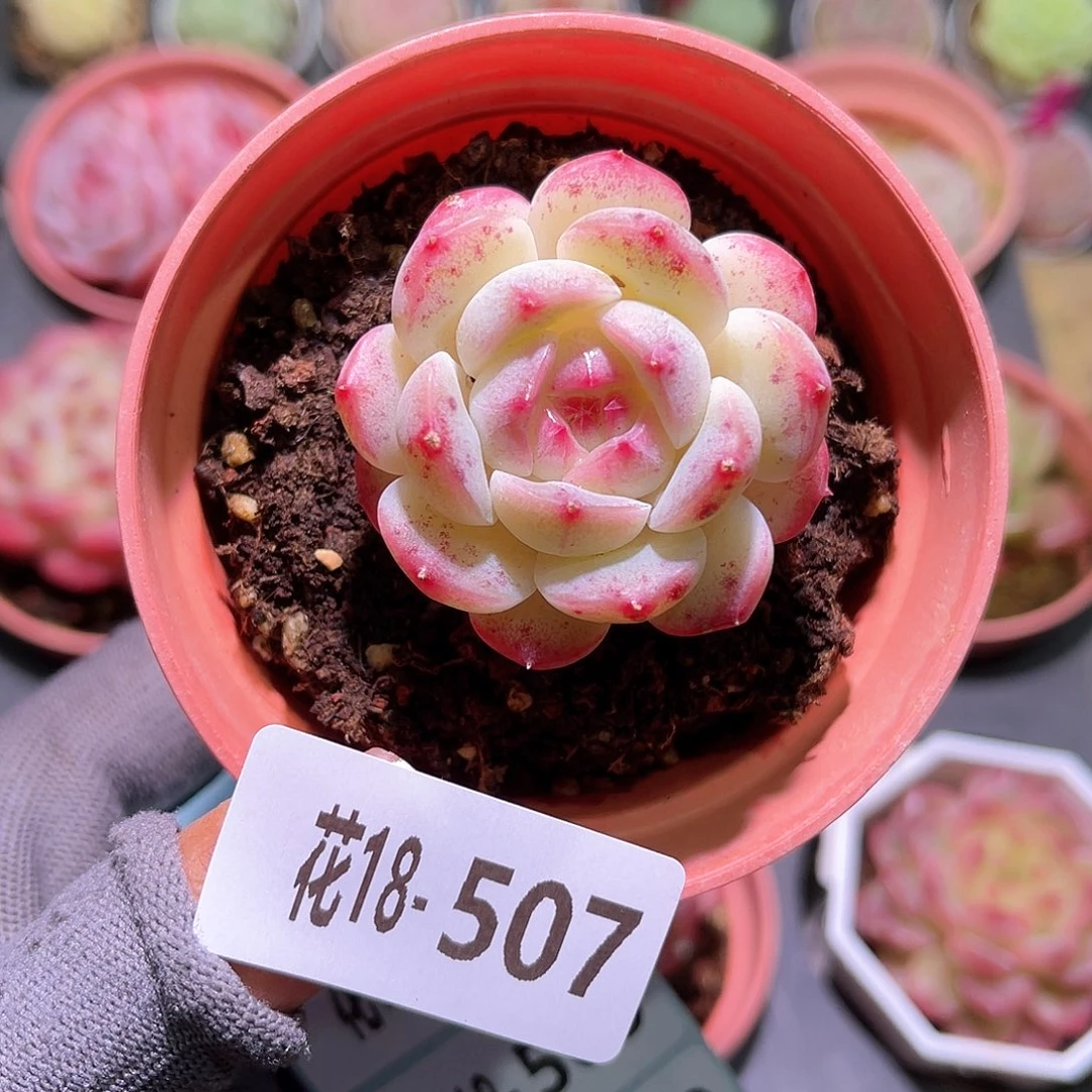 花 18-507新品单头