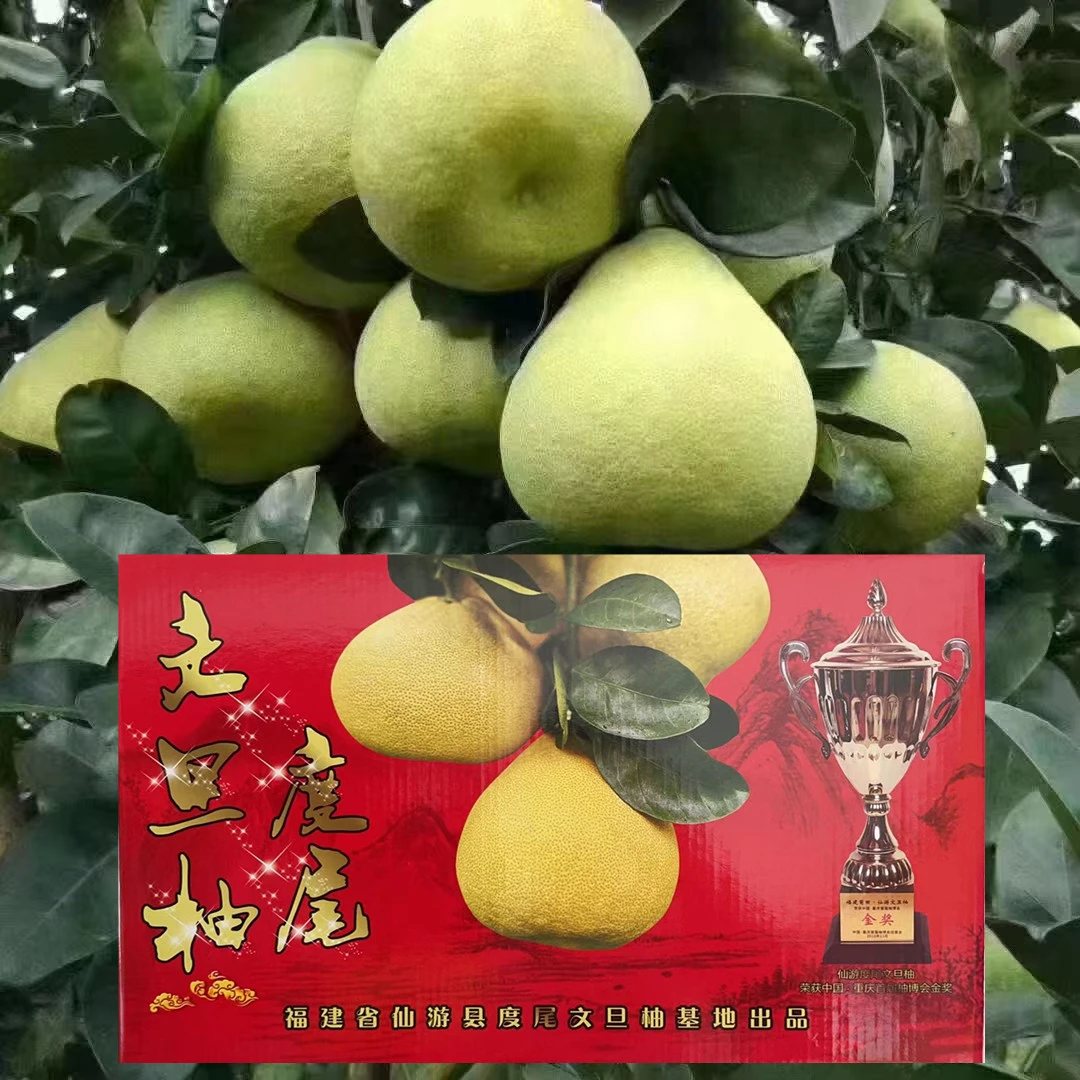 福建仙游度尾红心文旦柚酸甜多汁新鲜应季水果礼盒装
