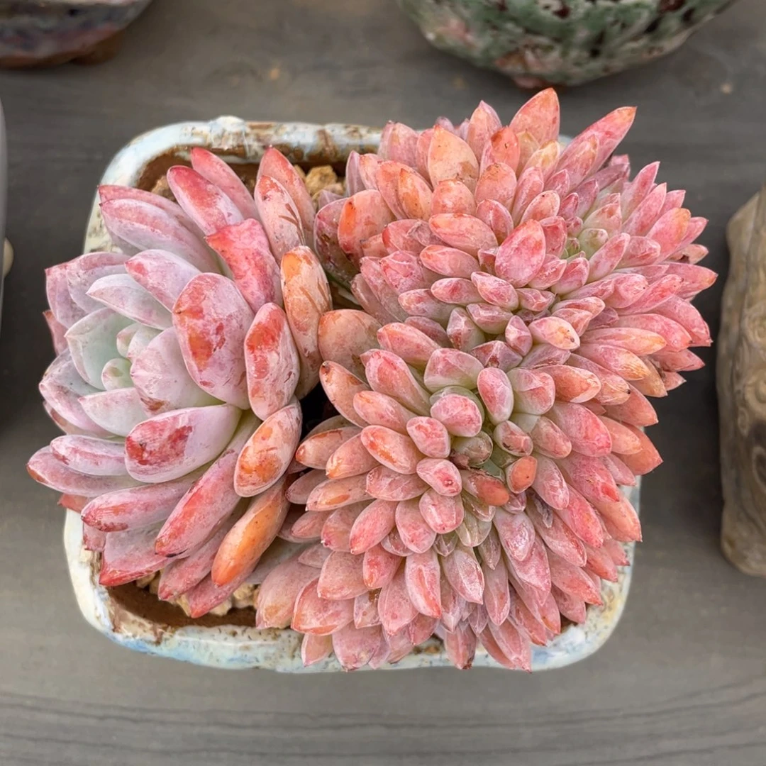 星颖缀化果冻色老桩