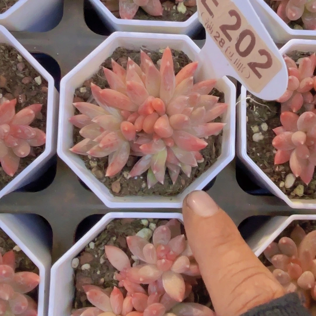 E202糖抓一物一拍