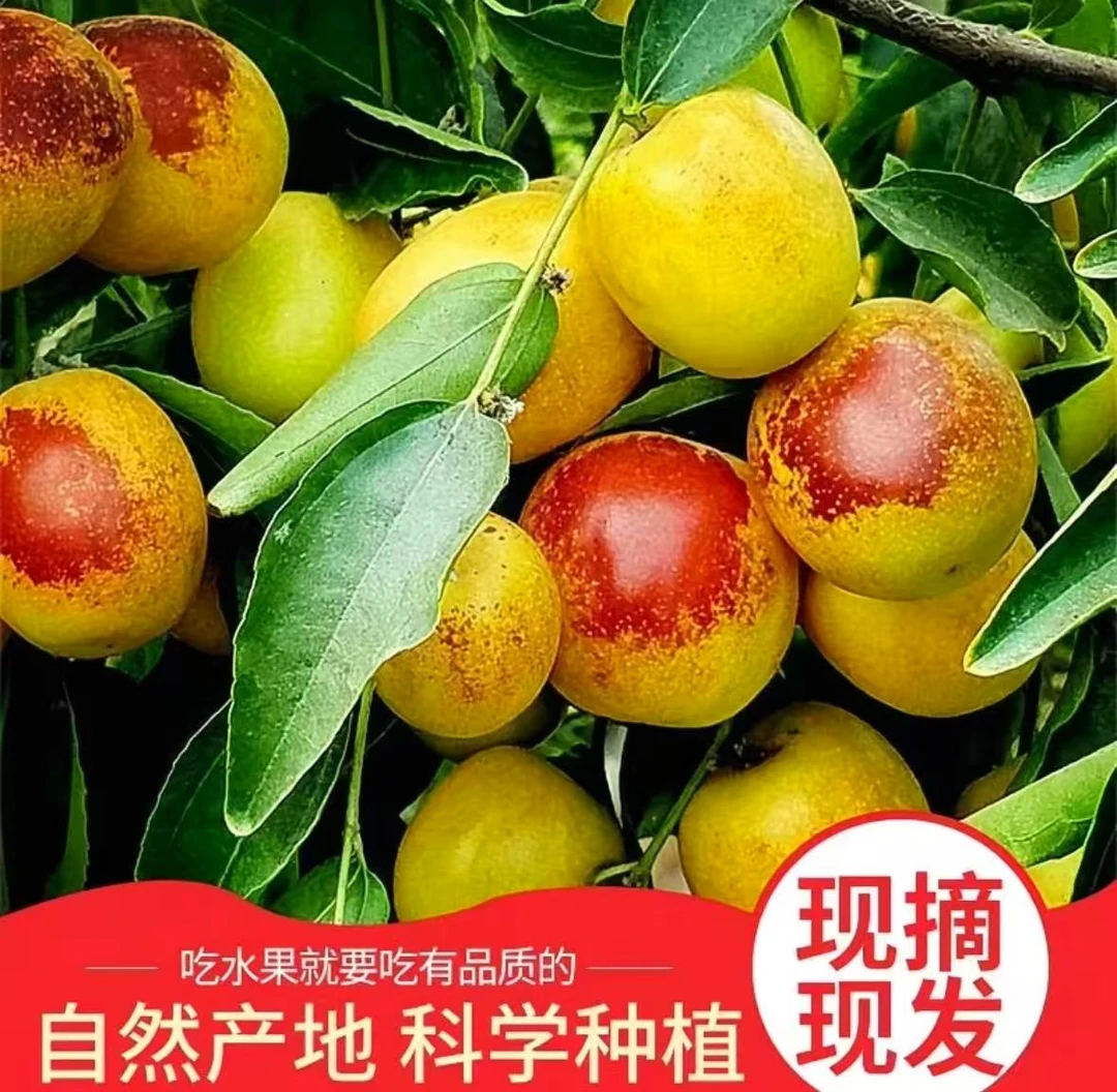 山东娘娘枣脆甜新鲜好吃