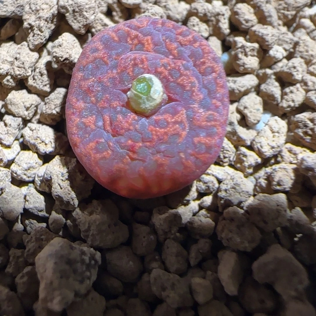 肉锥多肉植物组合-ap正红色酒红勋章1343