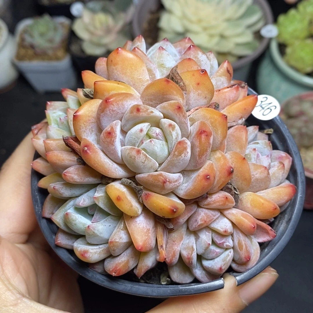 精品多肉小冠服346