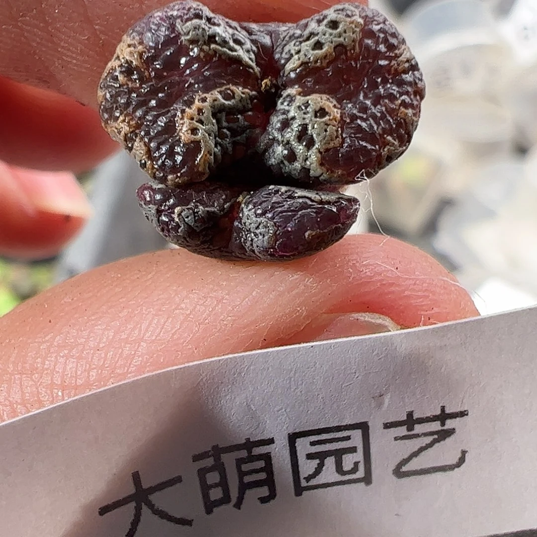 一物一拍清盒福利有疤。 977